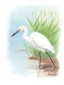 Aigrette garzette