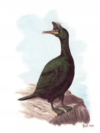 European Shag