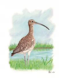 Eurasian Curlew