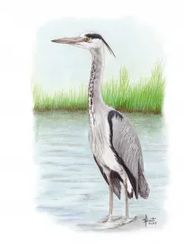 Grey Heron