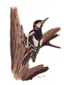 Great Spotted Woodpecker