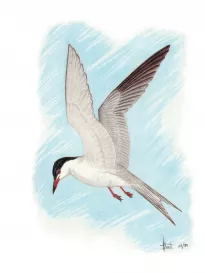 Common Tern