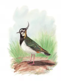 Northern Lapwing