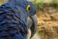 Hyacinth Macaw