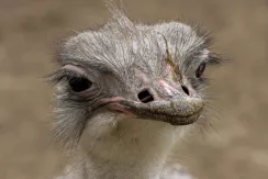 Ostrich