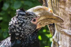 Silvery-cheeked Hornbill