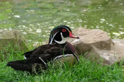 Canard carolin