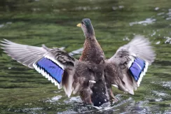 Canard colvert