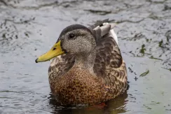 Canard colvert