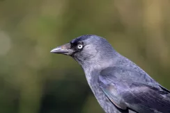 Western Jackdaw