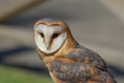 Western Barn Owl