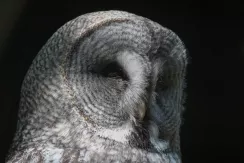 Great Grey Owl