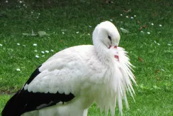 Cigogne blanche