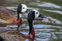 Dendrocygne veuf