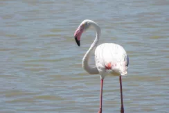 Greater flamingo