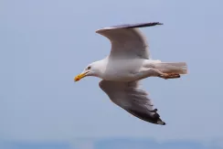 Goéland argenté