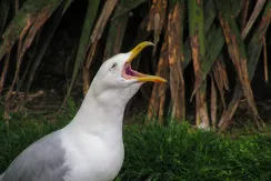 Goéland argenté