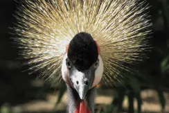 Black Crowned Crane