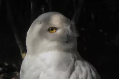 Snowy Owl