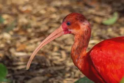 Ibis rouge