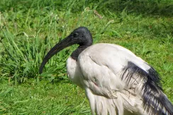 Ibis sacré