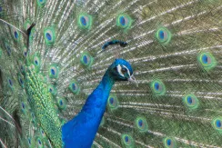 Indian Peafowl