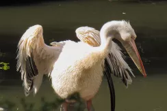 Great White Pelican