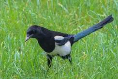 Eurasian Magpie