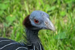 Vulturine Guineafowl