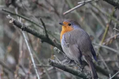 Rougegorge familier