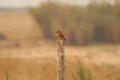 European stonechat