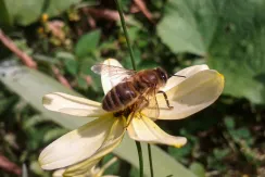 Western honey bee