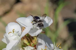 Abeille des sables