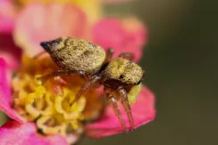 Jumping spider