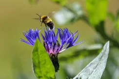 Western honey bee