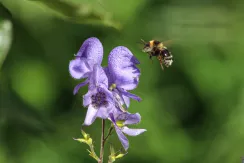 Bourdon terrestre