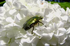 Rose chafer