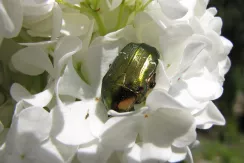 Rose chafer