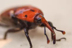 Charançon rouge des palmiers