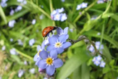 Coccinelle à 7 points