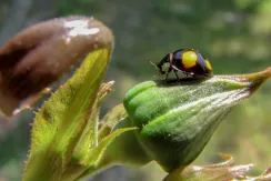 Coccinelle asiatique