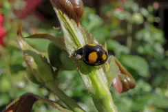 Coccinelle asiatique