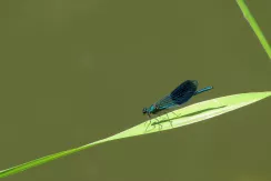 Banded demoiselle