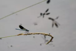 Banded demoiselle