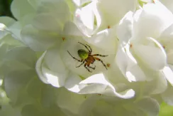 Cucumber green spider