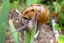 Escargot