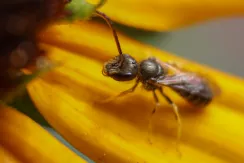 End-banded furrow bees