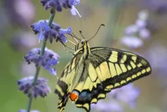 Machaon