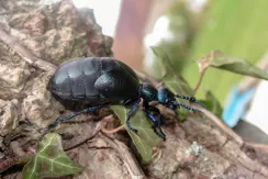 Violet oil beetle