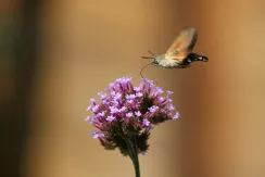 Hummingbird hawk-moth